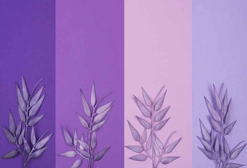 colour:xwd light= lavender